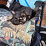cat, black_cat, stretching, chair, cushion, floral_pattern, towel, blue_towel, bag, black_bag, outdoor, furniture, pet, animal, paw, resting, nap, relaxed, home, patterned_fabric