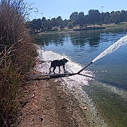 B B joined the competition — help win amazing prizes! dog, water, lake, spray, pipe, grass, shore, sunlight, reflection, trees, park, outdoor, nature, animal, playful, daylight, water_splash, ground, blue_sky, shadow