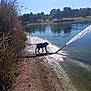 dog, water, lake, spray, pipe, grass, shore, sunlight, reflection, trees, park, outdoor, nature, animal, playful, daylight, water_splash, ground, blue_sky, shadow