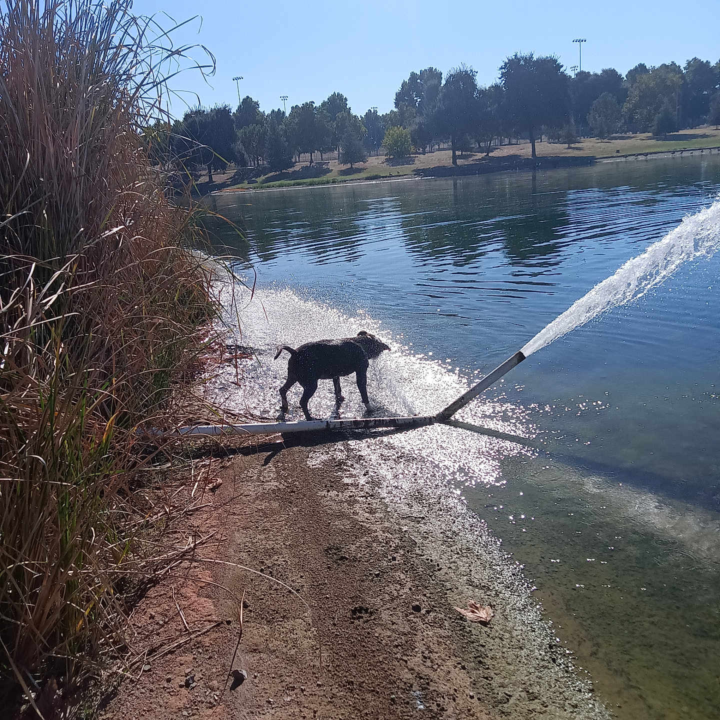 B B joined the competition — help win amazing prizes! animal, blue_sky, daylight, dog, grass, ground, lake, nature, outdoor, park, pipe, playful, reflection, shadow, shore, spray, sunlight, trees, water, water_splash
