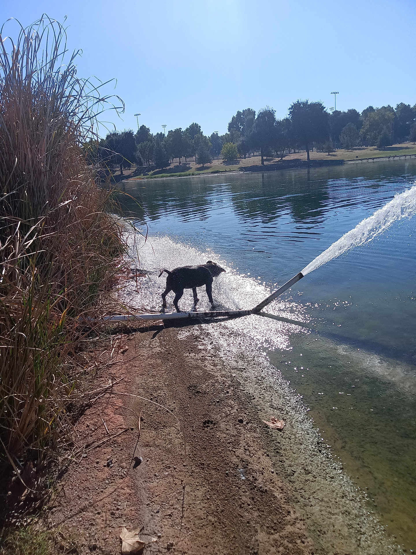 B B joined the competition — help win amazing prizes! dog, water, lake, spray, pipe, grass, shore, sunlight, reflection, trees, park, outdoor, nature, animal, playful, daylight, water_splash, ground, blue_sky, shadow