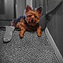 dog, yorkshire_terrier, carpet, staircase, sock, indoor, pet, animal, paw, wall, door, hallway, black_and_white_background, color_pop, small_dog, fur, ears, resting, cute, portrait