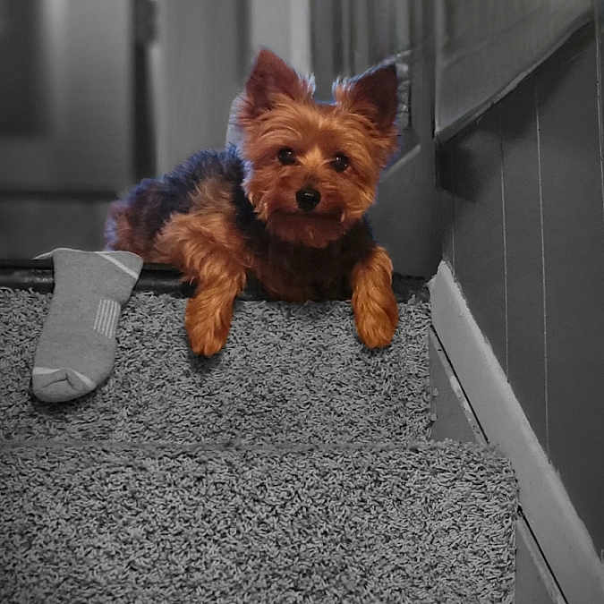 Bella is registered to the contest to win money with this photo: animal, black_and_white_background, carpet, color_pop, cute, dog, door, ears, fur, hallway, indoor, paw, pet, portrait, resting, small_dog, sock, staircase, wall, yorkshire_terrier
