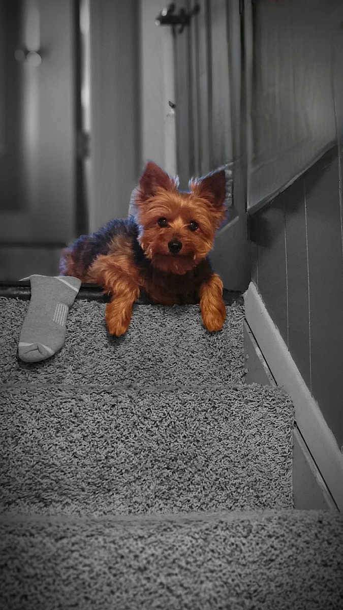 Bella is registered to the contest to win money with this photo: dog, yorkshire_terrier, carpet, staircase, sock, indoor, pet, animal, paw, wall, door, hallway, black_and_white_background, color_pop, small_dog, fur, ears, resting, cute, portrait