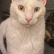 Rexmont joined the competition — help win amazing prizes! cat, white_cat, black_markings, yellow_eyes, closeup, indoor, pet, feline, whiskers, ears, couch, furniture, domestic_animal, curious, animal_face, sitting, fur, pink_nose, portrait, household