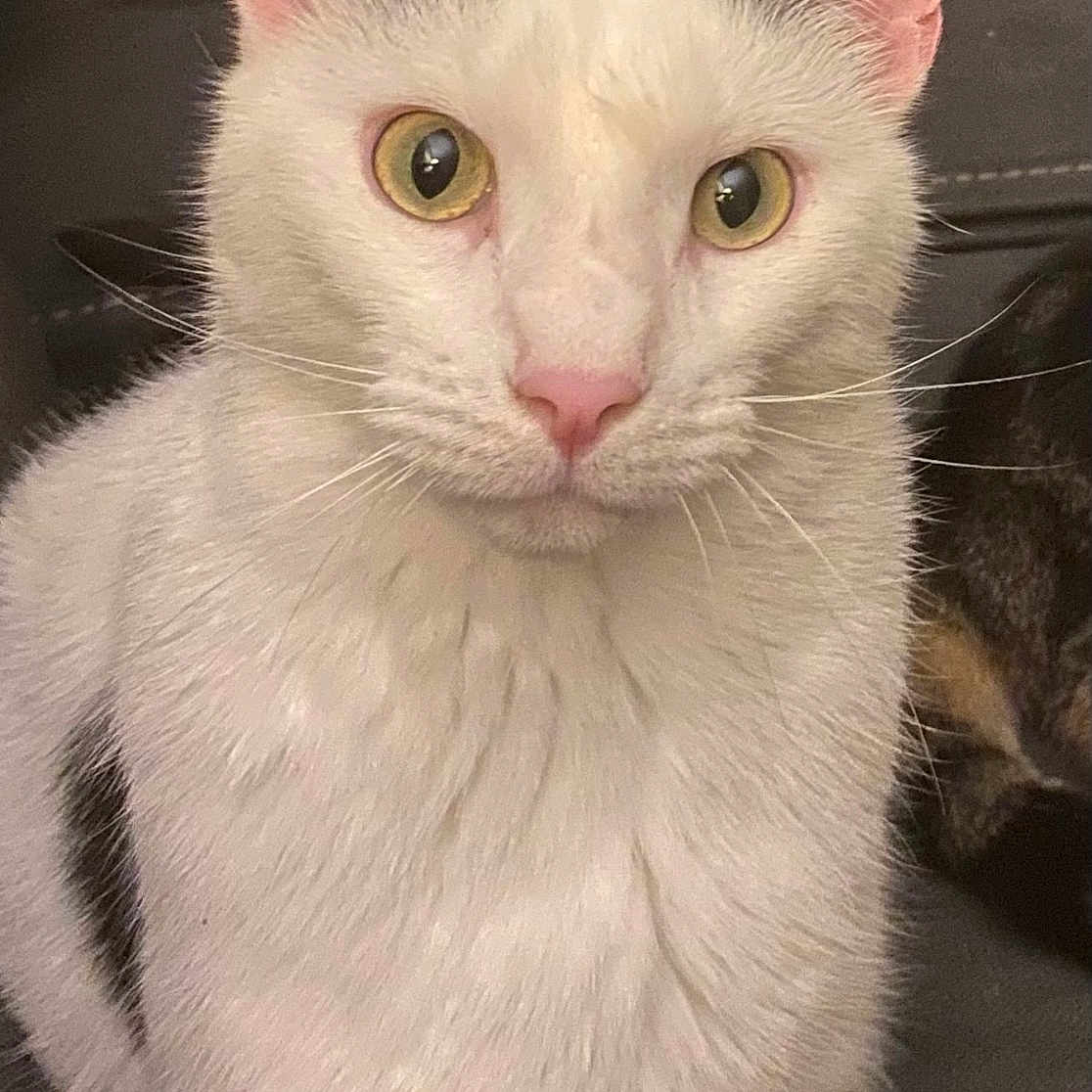 Rexmont joined the competition — help win amazing prizes! animal_face, black_markings, cat, closeup, couch, curious, domestic_animal, ears, feline, fur, furniture, household, indoor, pet, pink_nose, portrait, sitting, whiskers, white_cat, yellow_eyes