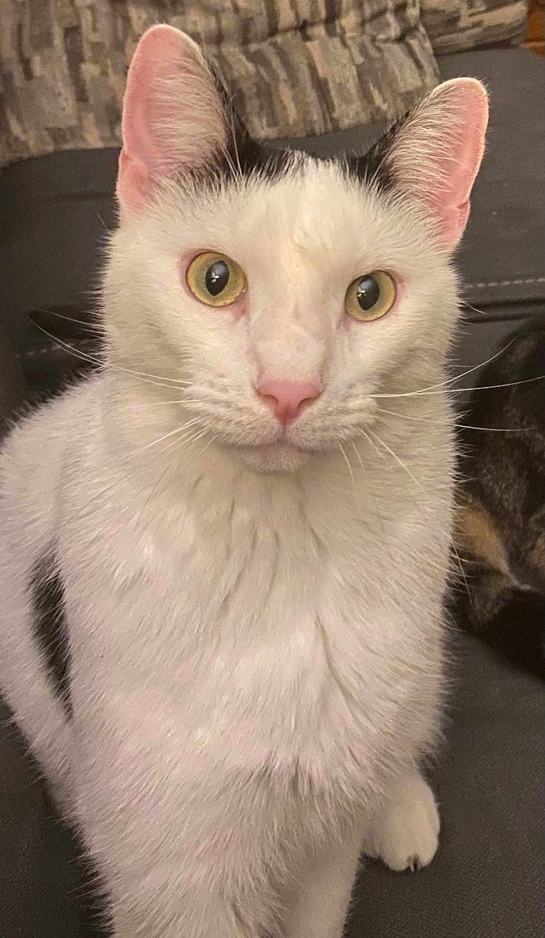 Rexmont joined the competition — help win amazing prizes! cat, white_cat, black_markings, yellow_eyes, closeup, indoor, pet, feline, whiskers, ears, couch, furniture, domestic_animal, curious, animal_face, sitting, fur, pink_nose, portrait, household