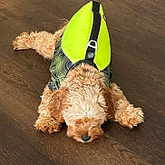 Twinkles is registered to the contest to win money with this photo: animal, black, canine, companion, cute, dog, domestic, fluffy, fur, harness, indoor, laying_down, neon, pet, puppy, relaxed, sleepy, small_dog, wooden_floor, yellow