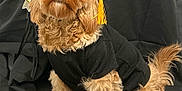 Twinkles joined the competition — help win amazing prizes! academic, animal, award, black_background, black_clothing, brown_dog, cap, celebration, cute, diploma, dog, fluffy, graduation, indoor, pet, portrait, sitting, small_dog, studio, tassel