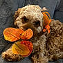 Twinkles is registered to the contest to win money with this photo: adorable, animal, autumn_leaves, blanket, brown_dog, close_up, companion, cozy, curly_fur, cute, decorative_accessory, dog, fall_theme, fur, indoor, lying_down, orange_leaves, pet, relaxed, soft_texture