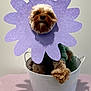 Twinkles is registered to the contest to win money with this photo: adorable, animal, bucket, cute, decor, dog, flower_costume, fluffy, funny, furry, indoor, pet, pet_clothing, pink_surface, playful, portrait, posing, purple, shadow, small_dog