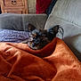 Stella a rejoint le concours — aidez-le/la à gagner de superbes lots ! blanket, couch, cozy, cute, dog, ears, face, fur, furniture, gray_couch, home, indoor, looking, orange_blanket, pet, pillow, red_pillow, relaxing, resting, small_dog