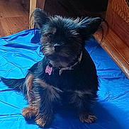 Stella a rejoint le concours — aidez-le/la à gagner de superbes lots ! animal, black, blue_mat, brown, collar, companion, cute, dog, domestic_animal, ears, fluffy, fur, indoor, pet, sitting, small_dog, tag, tail, wooden_floor, wooden_furniture