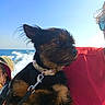 Stella a rejoint le concours — aidez-le/la à gagner de superbes lots ! adventure, animal, collar, daylight, dog, fur, leash, ocean, outdoor, person, pet, portrait, red_shirt, side_view, sky, summer, sunlight, water, waves, wind