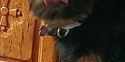 Stella a rejoint le concours — aidez-le/la à gagner de superbes lots ! animal, black, brown, canine, carved_wood, close_up, collar, cute, dog, domestic, fur, furniture, household, indoor, pet, playful, small_dog, texture, tongue_out, wooden_cabinet