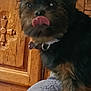 animal, black, brown, canine, carved_wood, close_up, collar, cute, dog, domestic, fur, furniture, household, indoor, pet, playful, small_dog, texture, tongue_out, wooden_cabinet