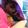 arm, black_and_brown, boat, bracelet, casual, close_up, dog, fur, hat, outdoor, person, pet, puppy, purple_hat, relaxing, resting, sky, small_dog, sunny_day, water