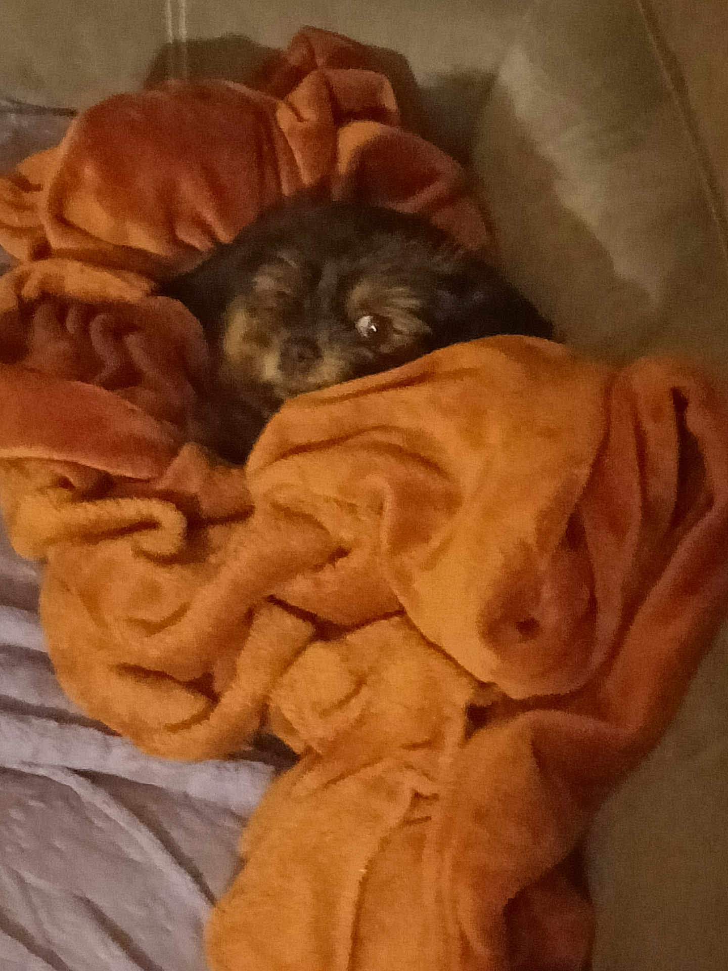 Stella