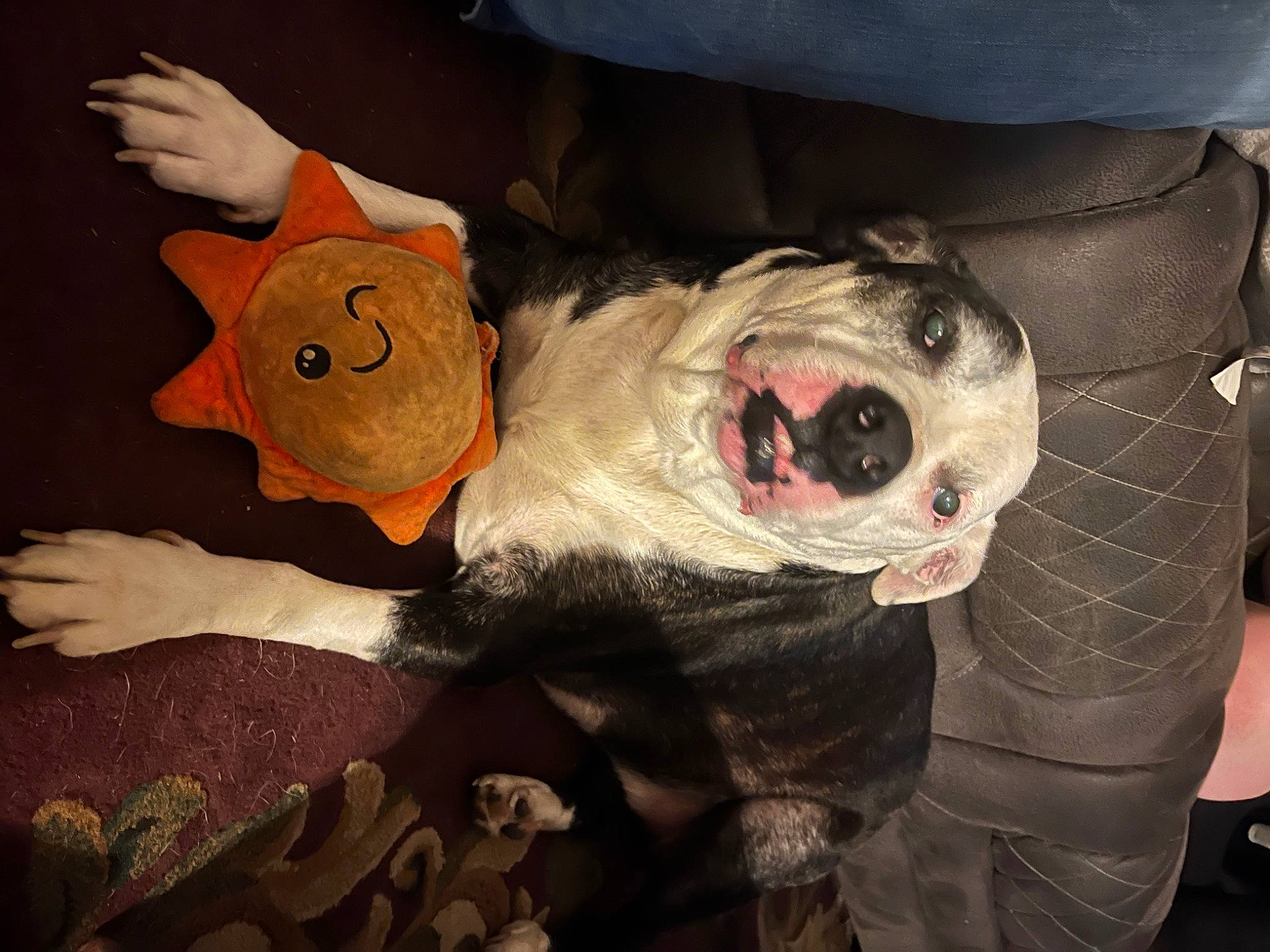 Loki is registered to the contest to win money with this photo: canidae, carnivore, companion_dog, costume, dog, dog_breed, fang, fur, guard_dog, jaw, non_sporting_group, personal_protective_equipment, plush, snout, sporting_group, stuffed_toy, tail, toy, whiskers