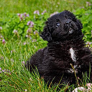 Allie a rejoint le concours — aidez-le/la à gagner de superbes lots ! dog, puppy, black_dog, fluffy, curly_fur, outdoor, grass, meadow, flowers, greenery, portrait, sitting, looking_up, pet, canine, white_chest, collar, nature, close_up, animal
