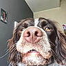 dog, pet, animal, brown_and_white, floppy_ears, long_hair, nose, snout, whiskers, eyes, close_up, portrait, indoors, home, wall, ceiling, furniture, curious, funny, photography