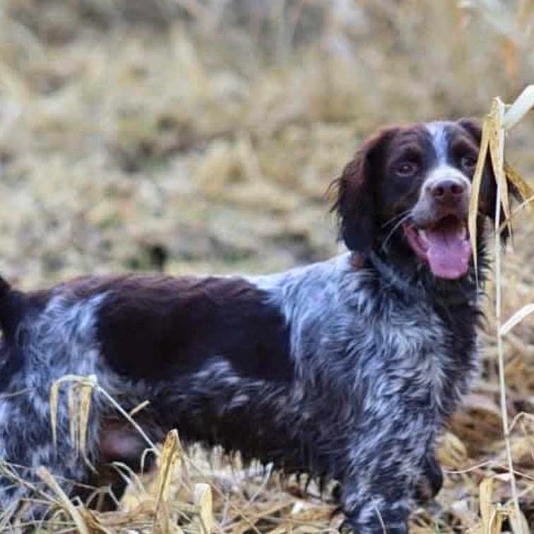 Pako participe au concours pour gagner de l'argent avec cette photo : dog, spaniel, pet, animal, outdoor, field, grass, dry_grass, brown_and_white, black_and_white, floppy_ears, tongue, panting, standing, alert, portrait, nature, wild_grass, daylight, happy