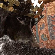Pako participe au concours pour gagner de l'argent avec cette photo : dog, black_dog, sleeping, sleepy, crown, royalty, pet, animal, fur, black_fur, close_up, portrait, indoor, couch, cushion, textile, patterned_background, cozy, resting, funny