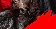 Pako a rejoint le concours — aidez-le/la à gagner de superbes lots ! dog, spaniel, brown_dog, white_markings, long_ears, floppy_ears, curly_fur, pet, animal, portrait, close_up, lying_down, indoors, curtain, red_background, black_background, dramatic_lighting, furry, canine, photograph
