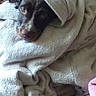 Pako participe au concours pour gagner de l'argent avec cette photo : puppy, dog, towel, wrapped, sleepy, face, eyes, nose, portrait, indoor, couch, blanket, fabric, patterned_cushion, home, resting, cute, bath_time, black_and_white, pet