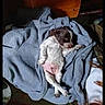 Pako participe au concours pour gagner de l'argent avec cette photo : puppy, dog, sleeping, small_dog, brown_and_white, fur, blanket, blue_blanket, indoors, resting, lying_down, animal, pet, cute, portrait, cozy, relaxed, floppy_ears, paws, nap