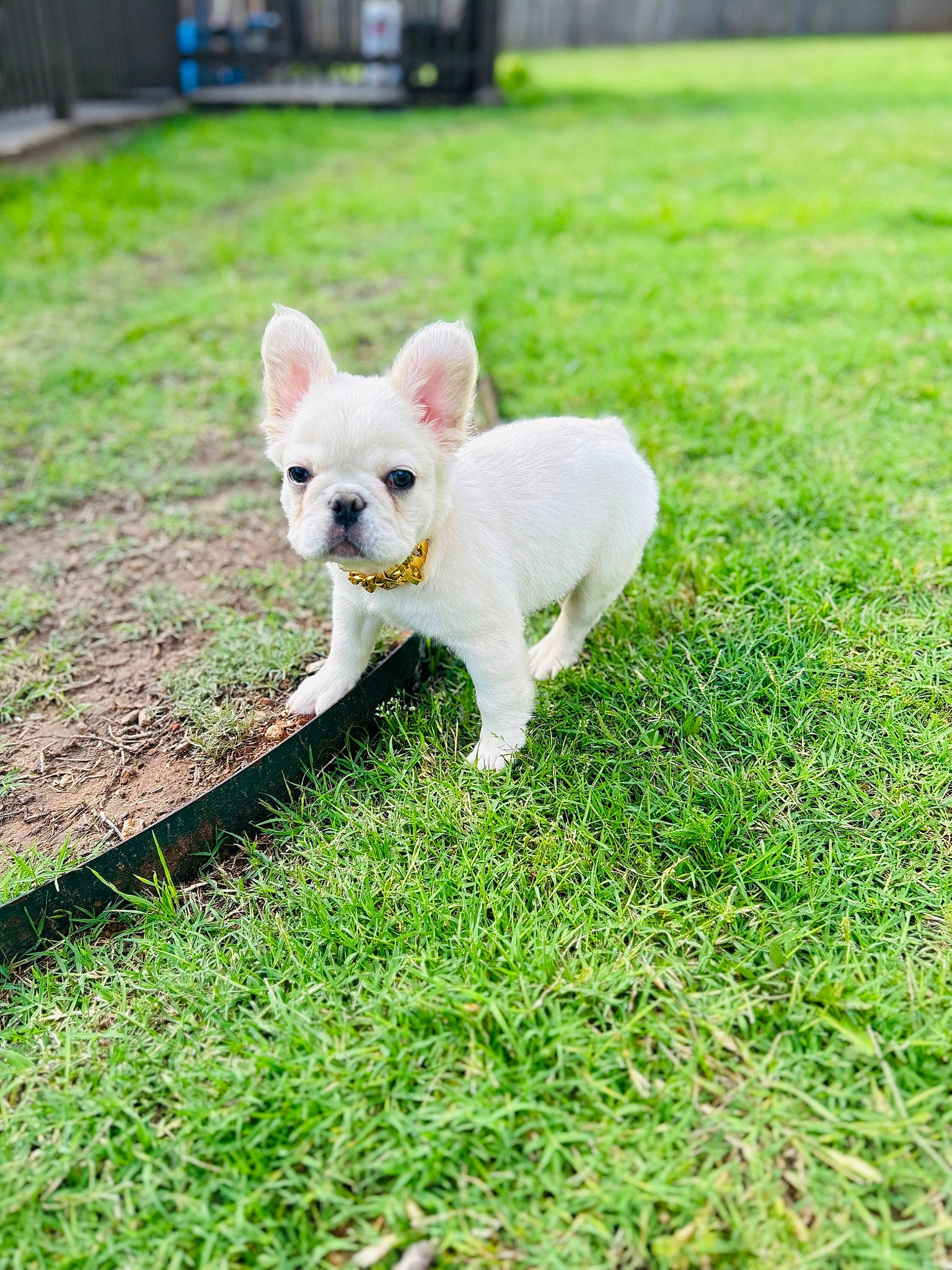 Luna is registered to the contest to win money with this photo: canidae, carnivore, companion_dog, dog, dog_breed, fawn, field, grass, grass_family, grassland, groundcover, non_sporting_group, pasture, plant, puppy, sporting_group, tail, terrestrial_animal, toy_dog, working_animal