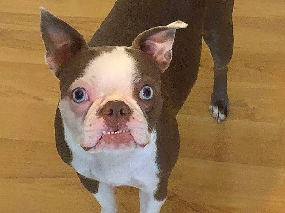 Nora is registered to the contest to win money with this photo: boston_terrier, bulldog, canidae, carnivore, companion_dog, dog, dog_breed, ear, eye, fawn, flooring, french_bulldog, hardwood, snout, sporting_group, terrestrial_animal, toy_dog, whiskers, wood, working_animal