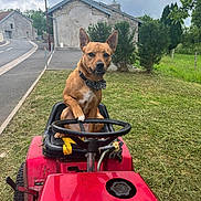 Uzzy participe au concours pour gagner de l'argent avec cette photo : dog, brown_dog, lawn_mower, grass, outdoor, pet, animal, steering_wheel, bandana, rural, road, building, trees, cloudy_sky, nature, mowing, yard, greenery, vehicle, cute