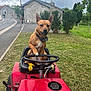dog, brown_dog, lawn_mower, grass, outdoor, pet, animal, steering_wheel, bandana, rural, road, building, trees, cloudy_sky, nature, mowing, yard, greenery, vehicle, cute