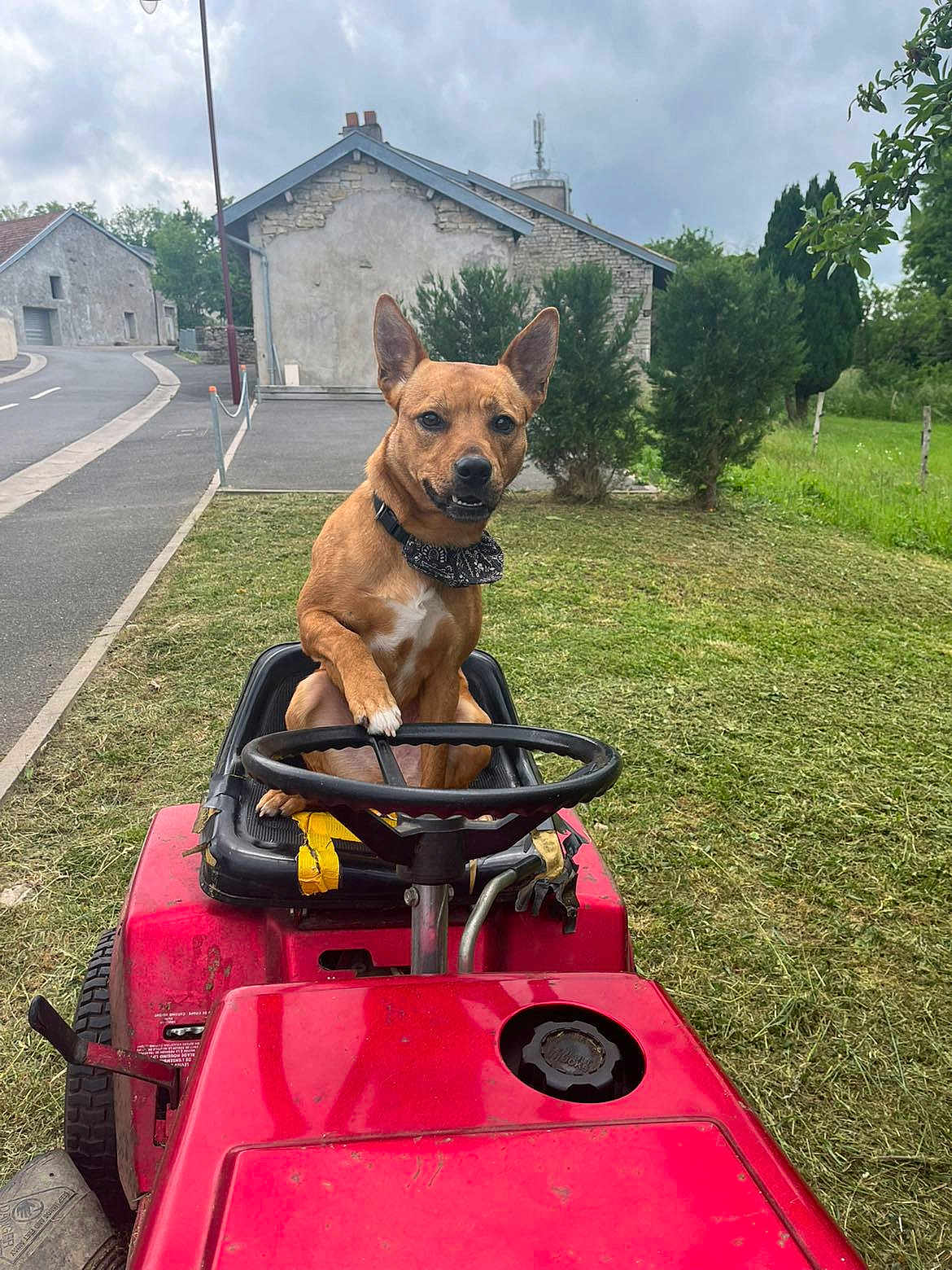 Uzzy participe au concours pour gagner de l'argent avec cette photo : dog, brown_dog, lawn_mower, grass, outdoor, pet, animal, steering_wheel, bandana, rural, road, building, trees, cloudy_sky, nature, mowing, yard, greenery, vehicle, cute