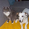 Aïko a rejoint le concours — aidez-le/la à gagner de superbes lots ! cat, dog, pet, gray_cat, white_dog, yellow_blanket, couch, indoor, furry, small_dog, long_hair_cat, alert, sitting, domestic_animals, furniture, companion, cute, animal_pair, cozy, household