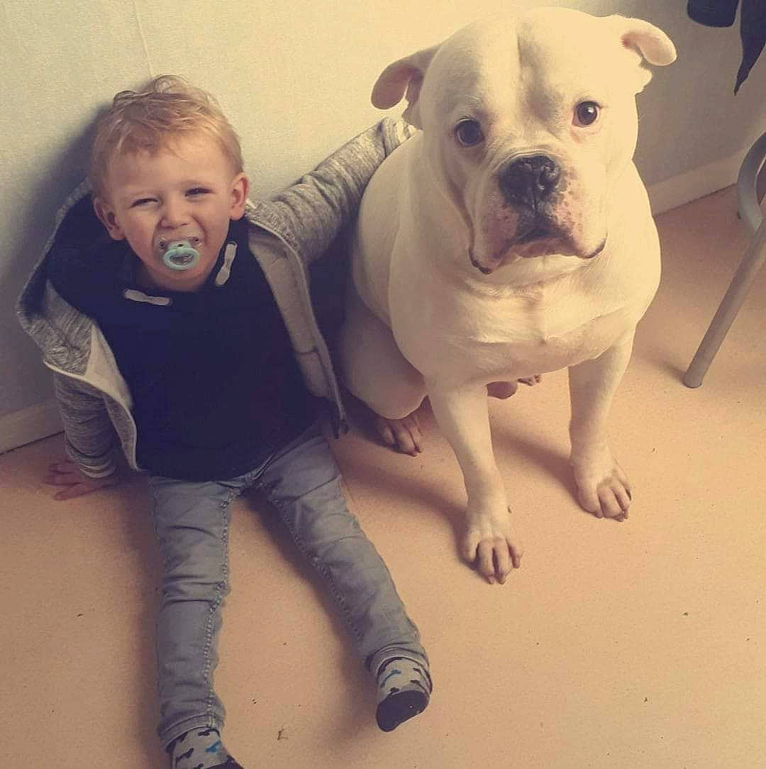 Ipso a rejoint le concours — aidez-le/la à gagner de superbes lots ! american_bulldog, bulldog, canidae, carnivore, child, companion_dog, dog, dog_breed, dorset_olde_tyme_bulldogge, fawn, joy, mammal, molosser, non_sporting_group, olde_english_bulldogge, person, pit_bull, puppy, puppy_love, skin