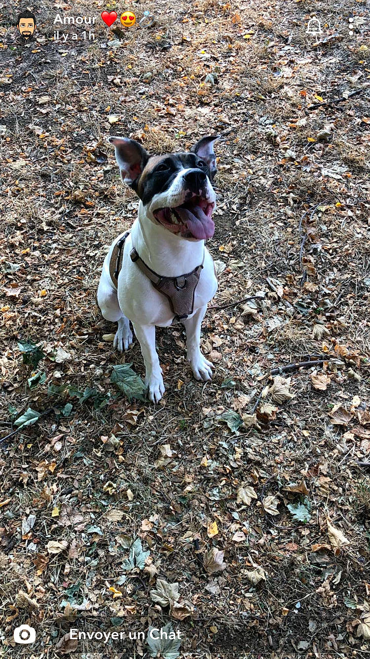 Kiera participe au concours pour gagner de l'argent avec cette photo : boston_terrier, canidae, carnivore, collar, companion_dog, dog, dog_breed, dog_collar, dog_supply, fawn, french_bulldog, grass, leash, plant, soil, tail, terrier, toy_dog, tree, whiskers