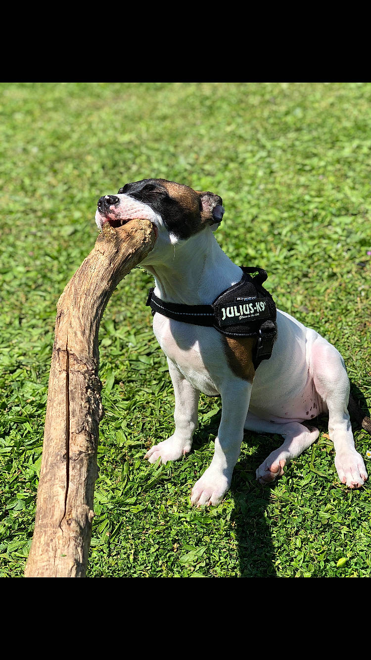 Kiera a rejoint le concours — aidez-le/la à gagner de superbes lots ! carnivore, collar, companion_dog, dog, dog_breed, dog_collar, dog_supply, dog_walking, fashion_accessory, fawn, grass, leash, pet_supply, plant, recreation, snout, tail, terrestrial_animal, terrier, working_animal