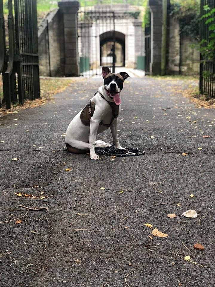 Kiera participe au concours pour gagner de l'argent avec cette photo : asphalt, building, carnivore, companion_dog, dog, dog_breed, fawn, fence, grass, leash, plant, road, road_surface, sidewalk, snout, sporting_group, tail, tints_and_shades, toy_dog, tree