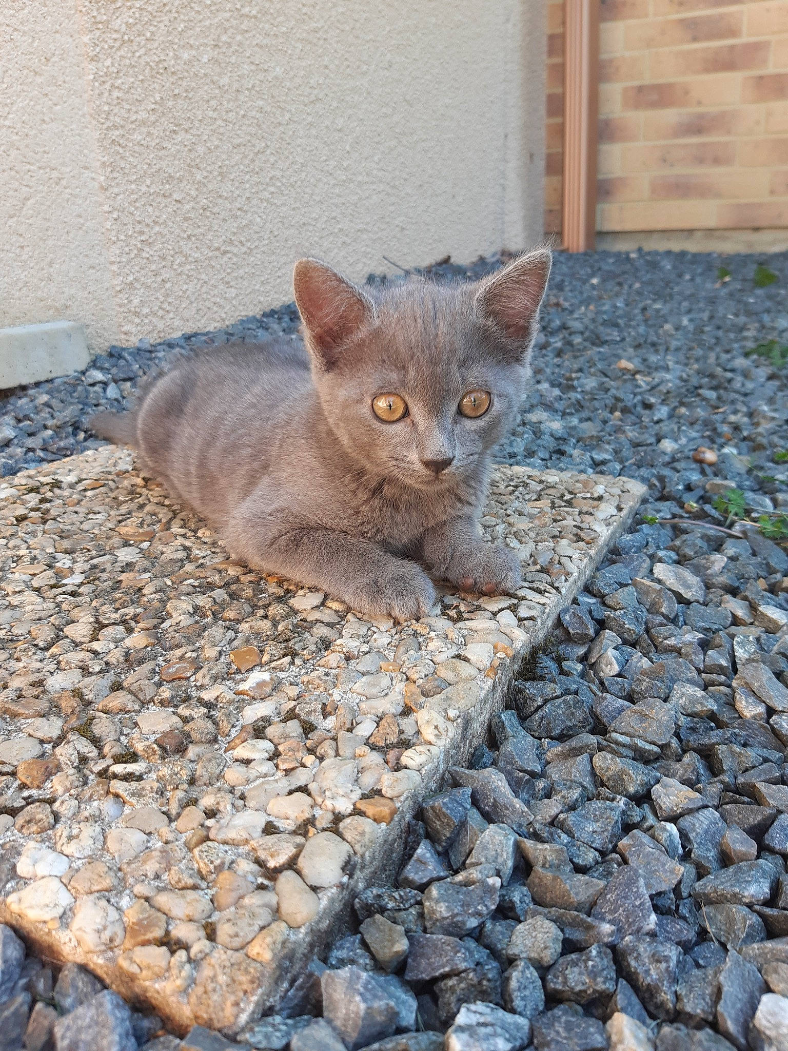 Tigrou a rejoint le concours — aidez-le/la à gagner de superbes lots ! asian, carnivore, cat, cobblestone, domestic_short_haired_cat, european_shorthair, fawn, felidae, german_rex, kitten, mammal, sand, small_to_medium_sized_cats, whiskers