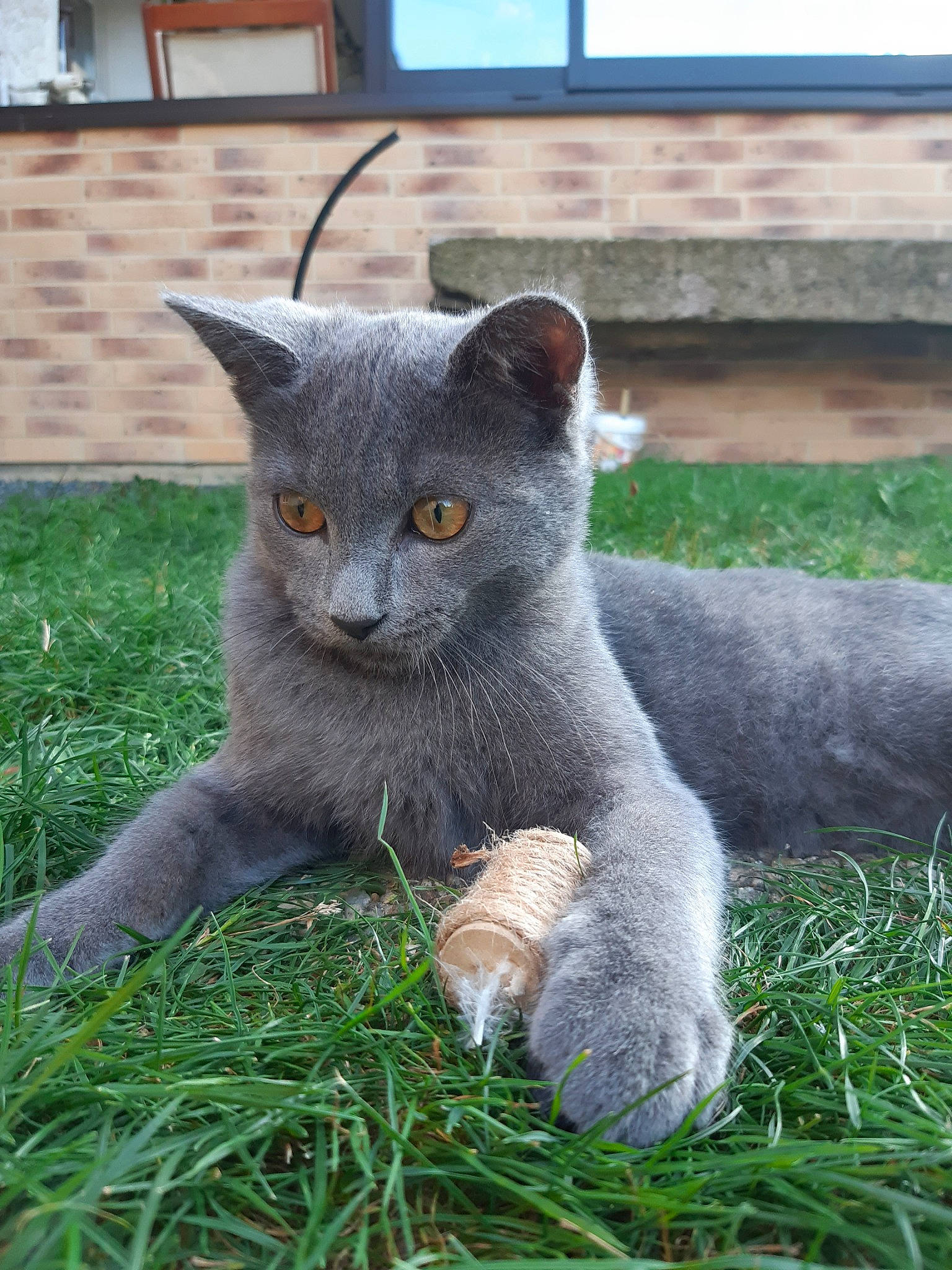 Tigrou participe au concours pour gagner de l'argent avec cette photo : british_semi_longhair, british_shorthair, carnivore, cat, chartreux, domestic_short_haired_cat, eye, fawn, felidae, grass, mammal, nebelung, plant, russian_blue, scottish_fold, small_to_medium_sized_cats, snout, vertebrate, whiskers, wildlife