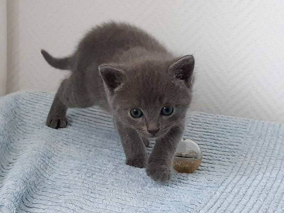 Tigrou participe au concours pour gagner de l'argent avec cette photo : asian, british_shorthair, burmese, carnivore, cat, chartreux, domestic_short_haired_cat, fawn, felidae, kitten, korat, mammal, nebelung, russian_blue, small_to_medium_sized_cats, vertebrate, whiskers