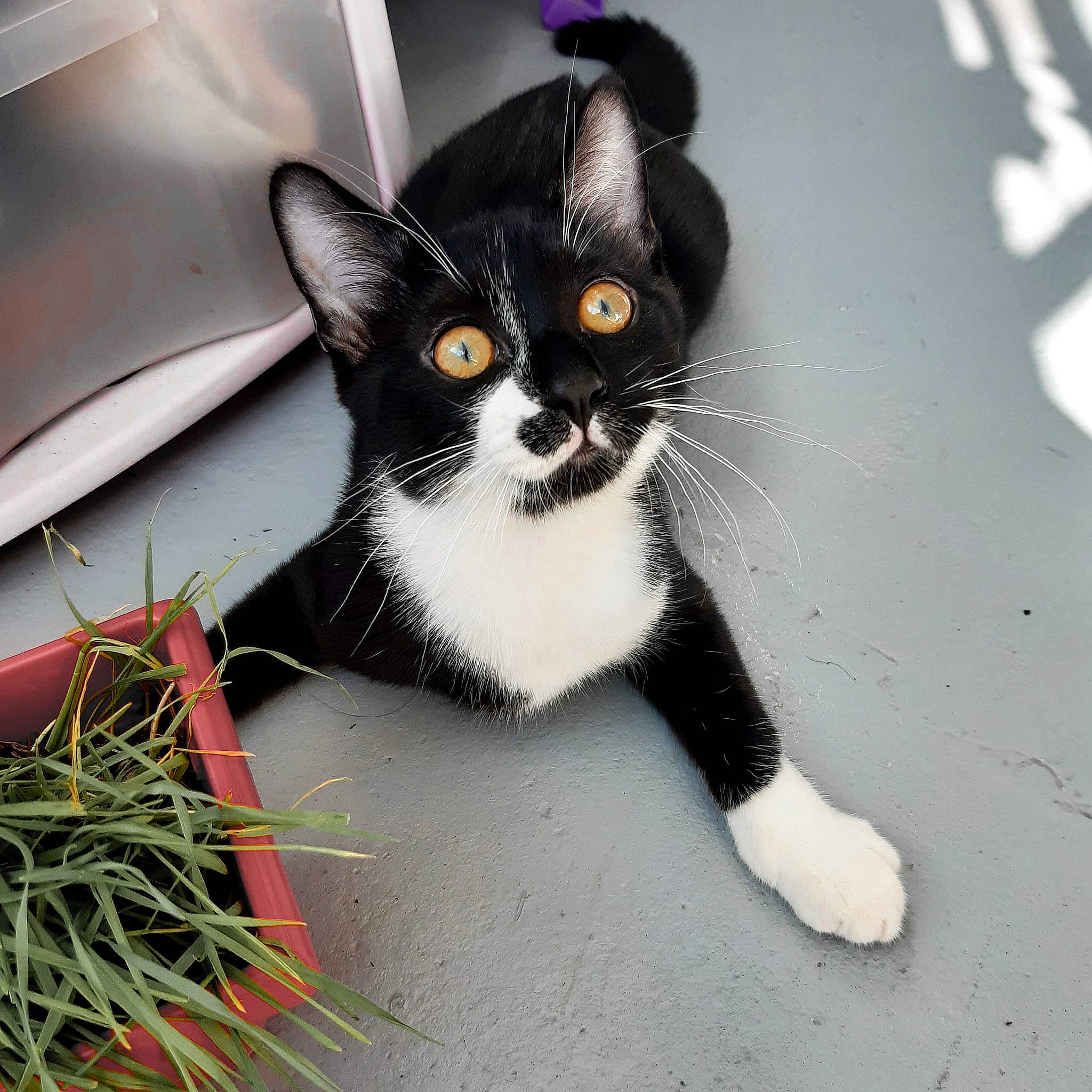 Ruby participe au concours pour gagner de l'argent avec cette photo : aegean_cat, american_wirehair, black_and_white, black_cat, carnivore, cat, claw, domestic_short_haired_cat, european_shorthair, felidae, fur, kitten, paw, polydactyl_cat, small_to_medium_sized_cats, snout, tail, whiskers