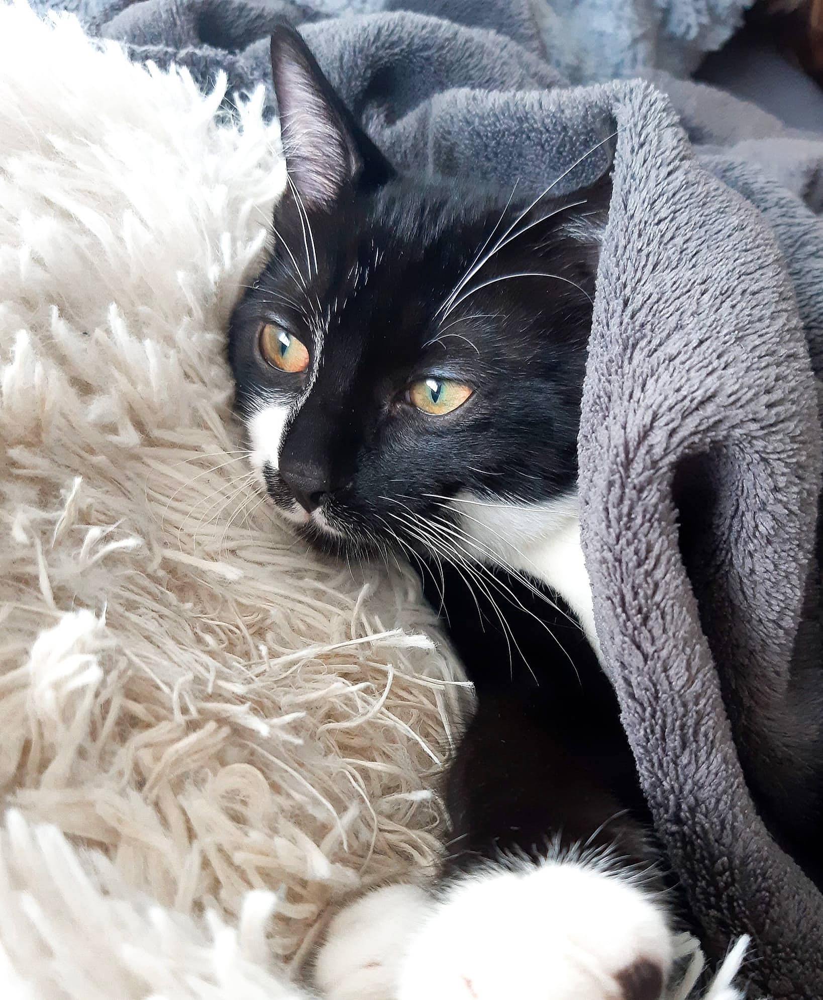 Ruby a rejoint le concours — aidez-le/la à gagner de superbes lots ! asian, black_and_white, black_cat, carnivore, cat, domestic_short_haired_cat, eye, felidae, fur, kitten, mammal, norwegian_forest_cat, plant, small_to_medium_sized_cats, snout, whiskers