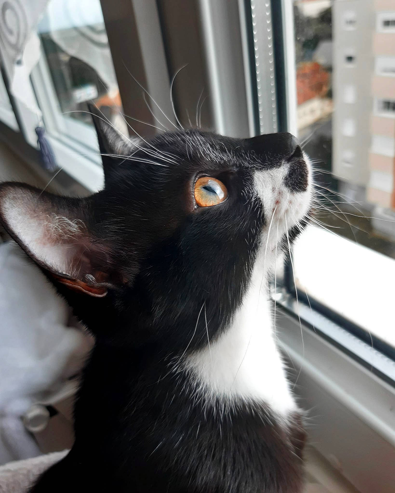 Ruby a rejoint le concours — aidez-le/la à gagner de superbes lots ! black_and_white, black_cat, carnivore, cat, domestic_short_haired_cat, ear, eye, felidae, fur, kitten, polydactyl_cat, small_to_medium_sized_cats, snout, tail, whiskers