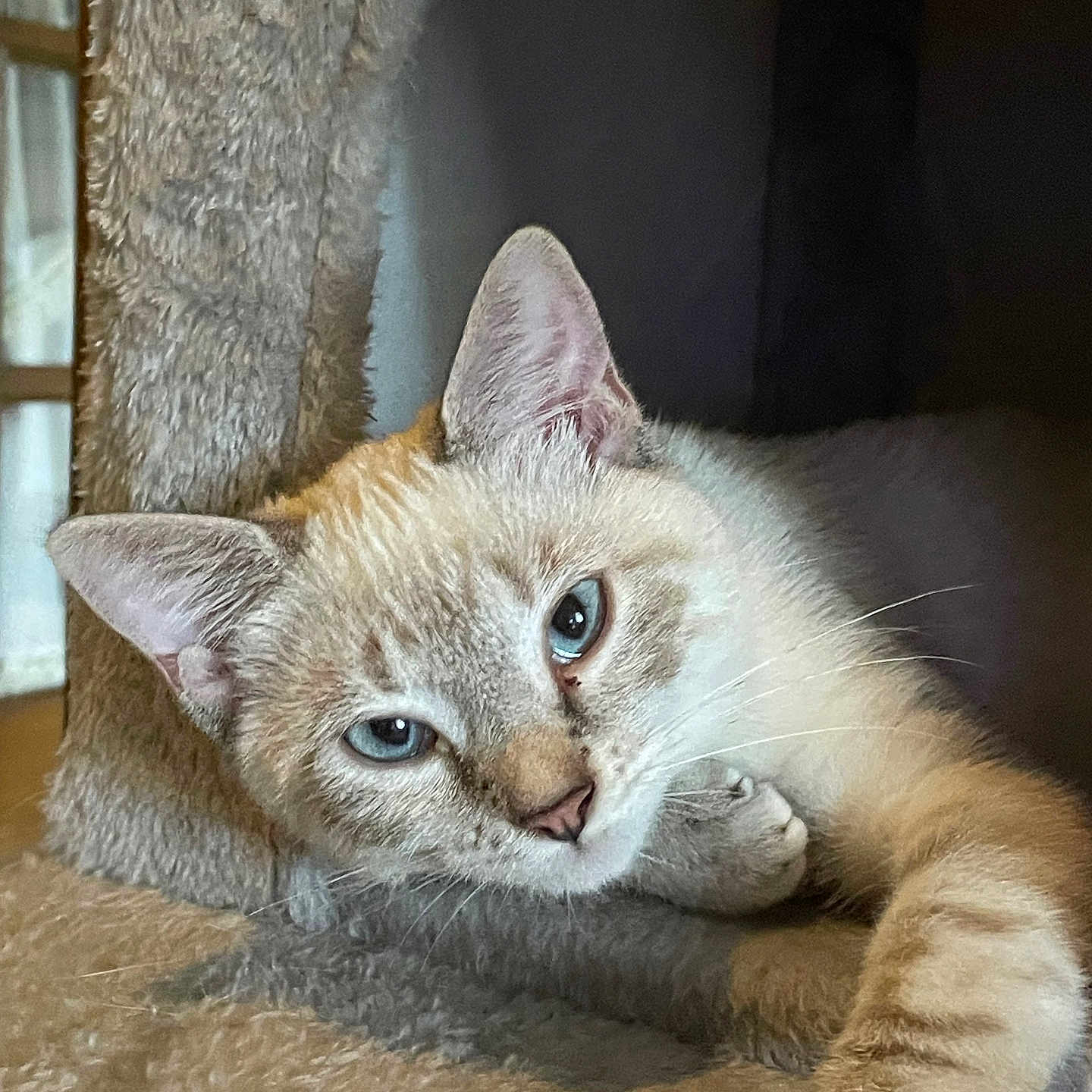 Moon a rejoint le concours — aidez-le/la à gagner de superbes lots ! animal, blue_eyes, cat, cat_tree, close_up, cozy, cute, feline, fur, indoor, mammal, paw, pet, portrait, relaxed, resting, sleepy, soft, tabby, whiskers