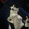 Lola is registered to the contest to win money with this photo: animal, black_and_white, blanket, cat, close_up, companion, cozy, cute, domestic_animal, fur, hand, indoor, lavender_nails, lying_down, nails, paws, pet, relaxed, resting, whiskers