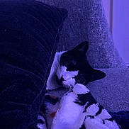 Lola joined the competition — help win amazing prizes! animal, black_and_white, blanket, cat, comfort, couch, cozy, fabric, feline, fur, home, indoor, pet, pillow, quiet, relaxation, resting, sleeping, snuggled, soft