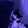animal, black_and_white, blanket, cat, comfort, couch, cozy, fabric, feline, fur, home, indoor, pet, pillow, quiet, relaxation, resting, sleeping, snuggled, soft